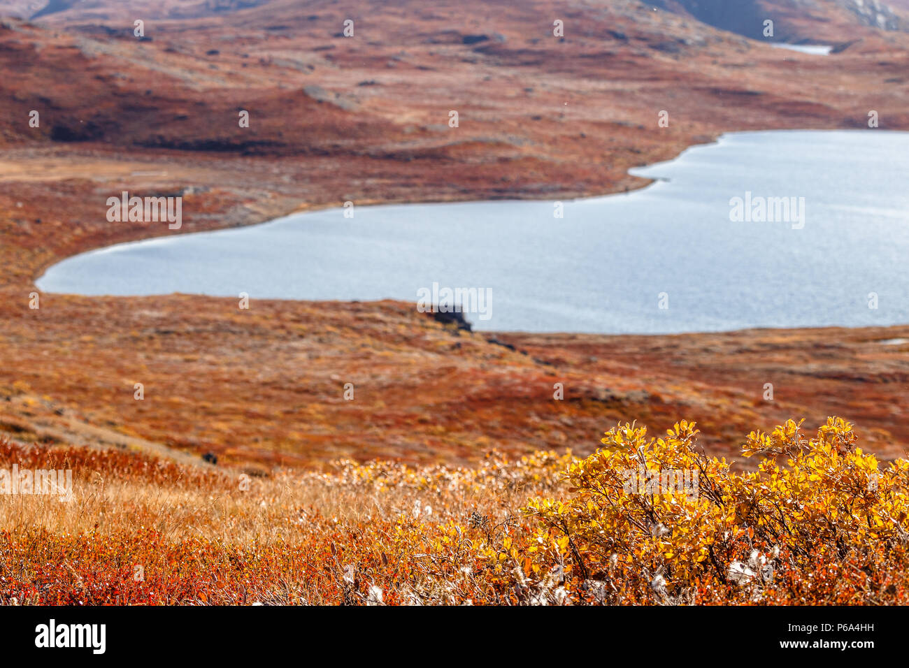 Autunno tundra groenlandese piante con il lago sullo sfondo, Kangerlussuaq in Groenlandia Foto Stock