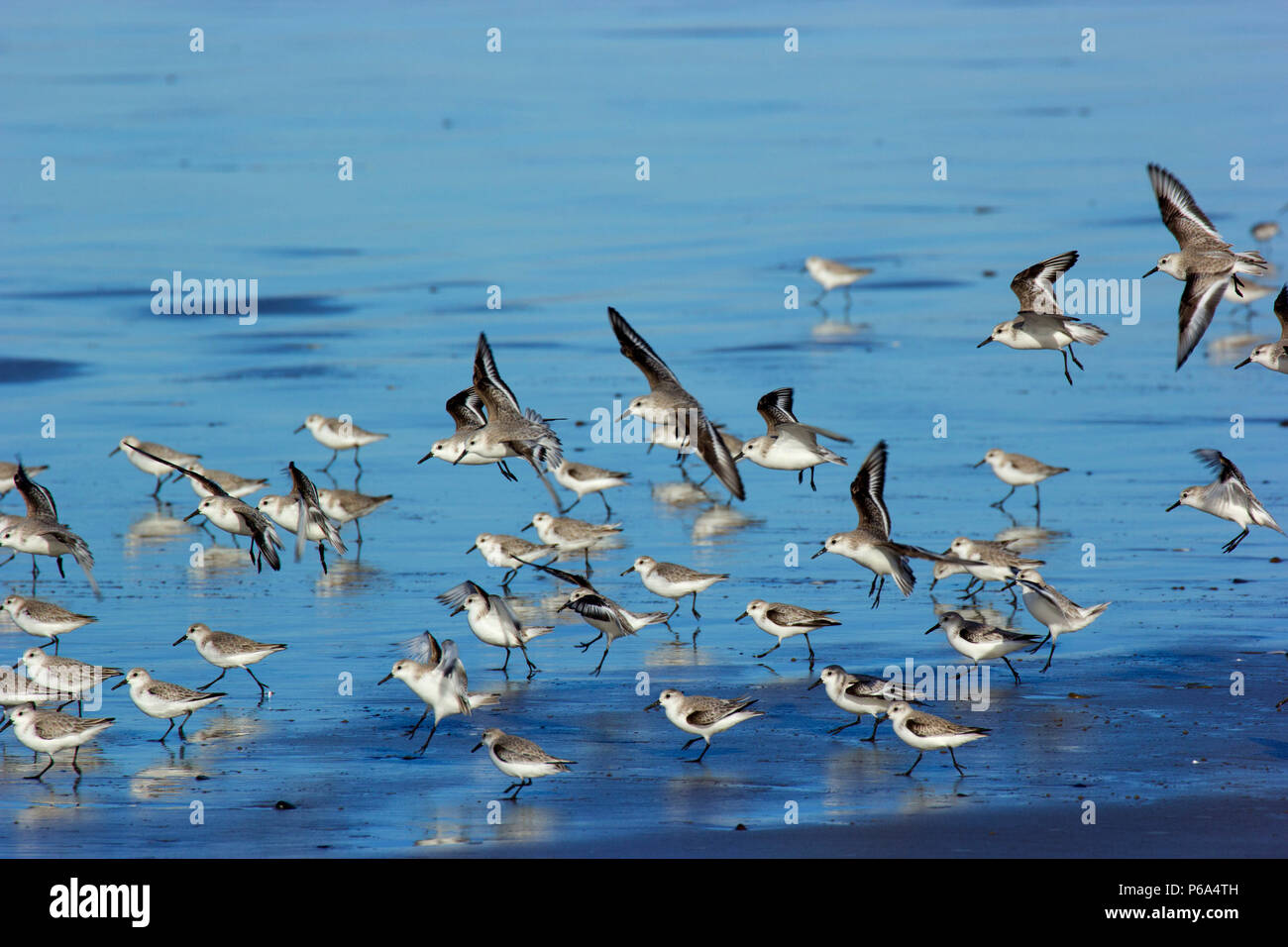 Uccelli costieri in volo, Bayocean Penisola, Tillamook County, Oregon Foto Stock