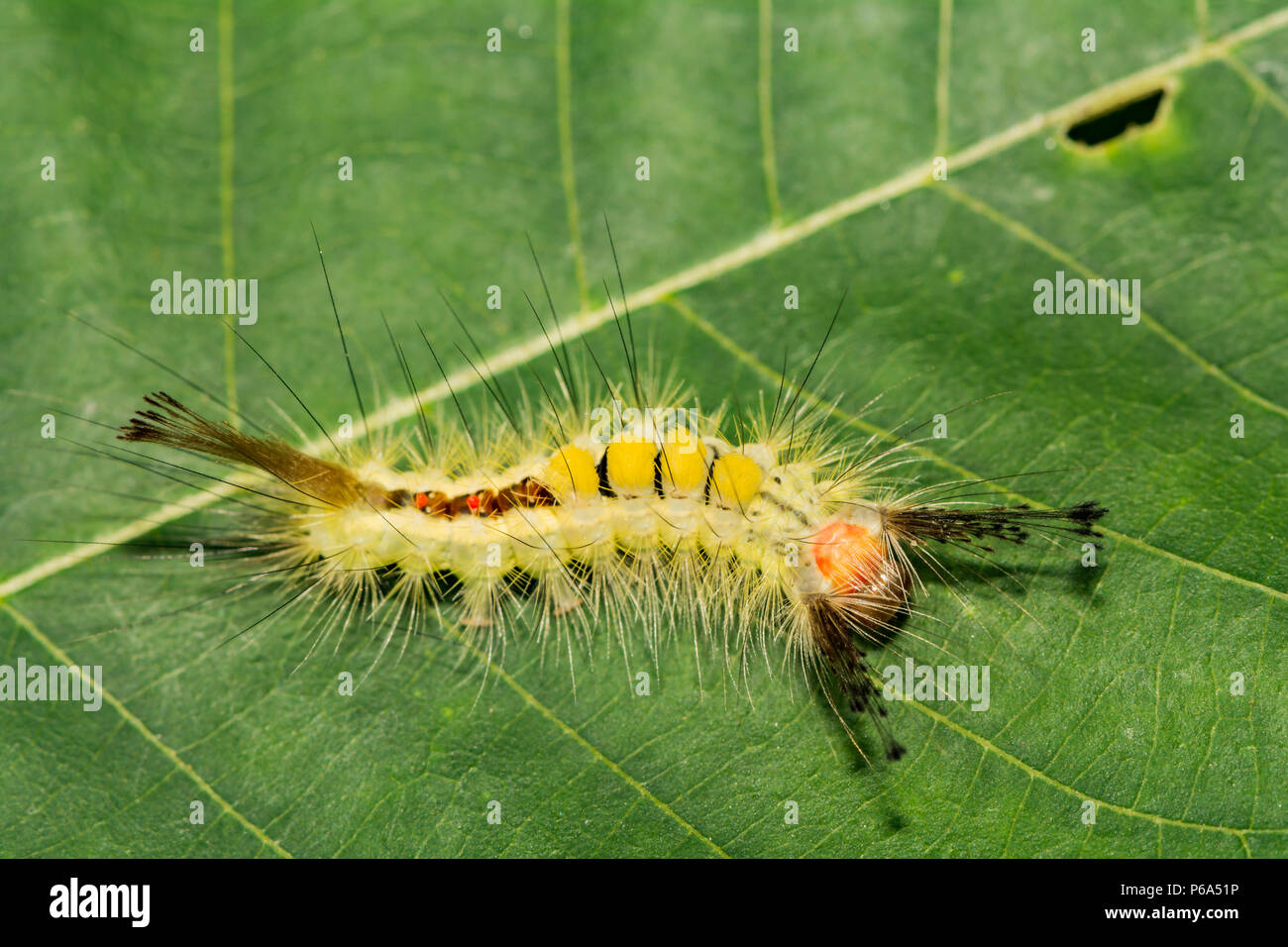Bianco-contrassegnato Tussock Moth Caterpillar (Orgyia leucostigma) Foto Stock