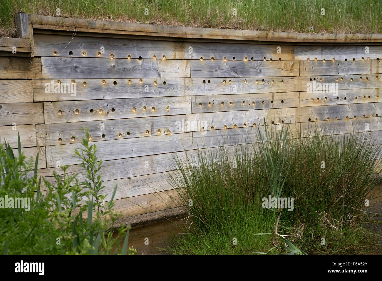 Artificiale sito di nidificazione per la sabbia martins Seaton Zone Umide East Devon Regno Unito Foto Stock