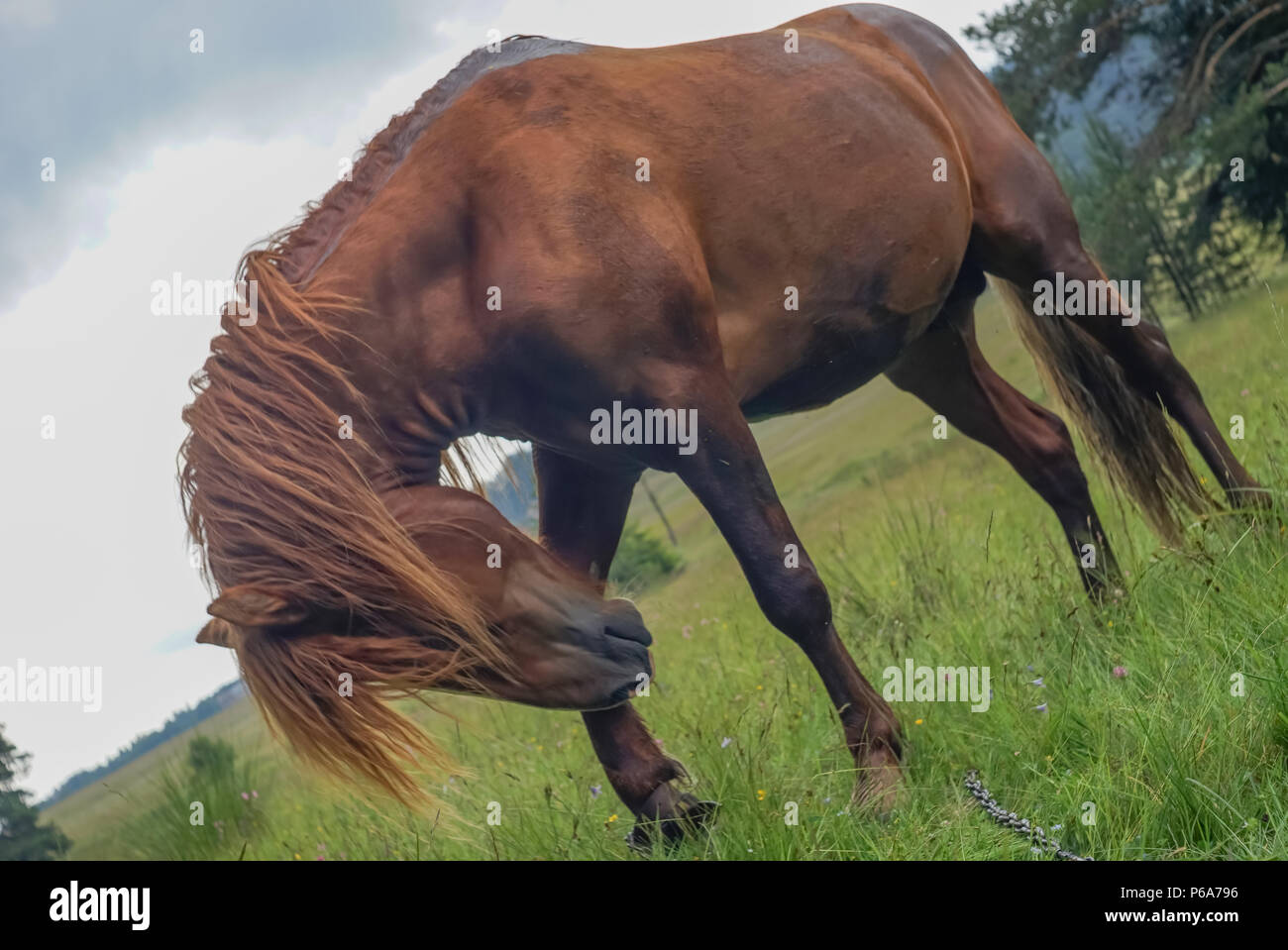 Bassa angolazione di un cavallo su un prato boschivo in un giorno nuvoloso Foto Stock