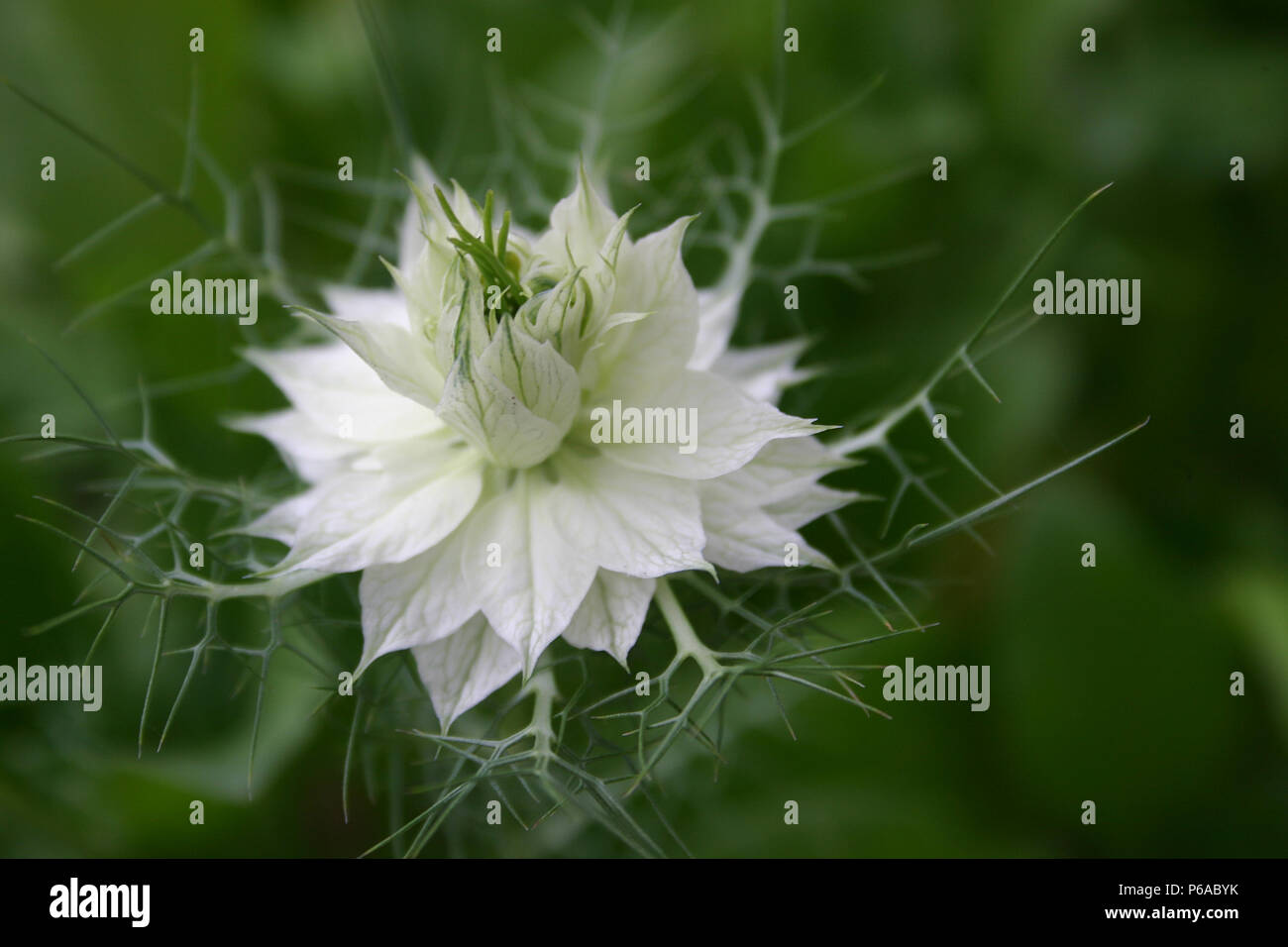 Nigella Damasceno (l'amore-in-un-mis) fiore bianco Foto Stock