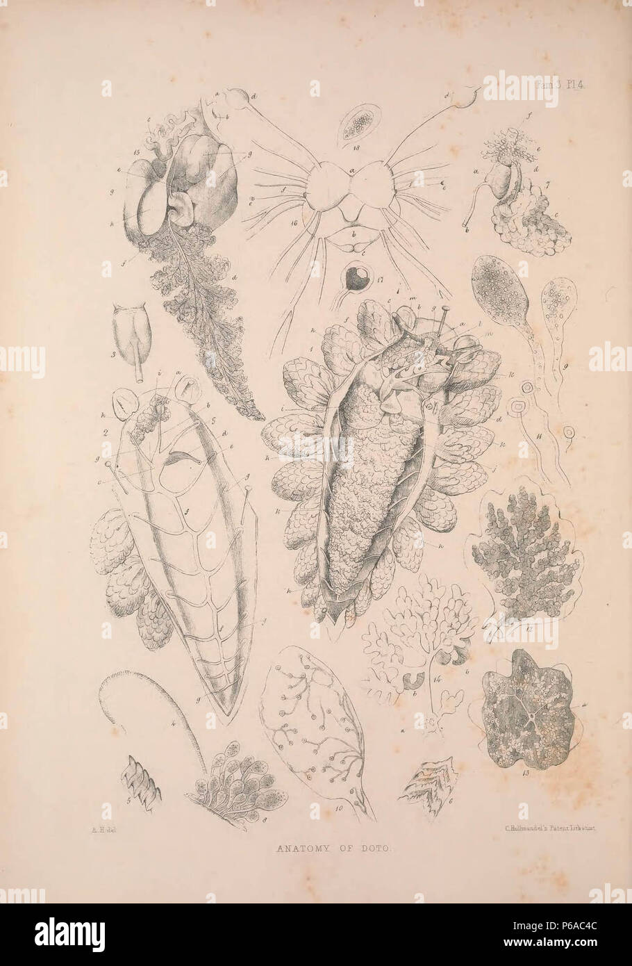 Una monografia della British nudibranchiate Mollusca :. Foto Stock