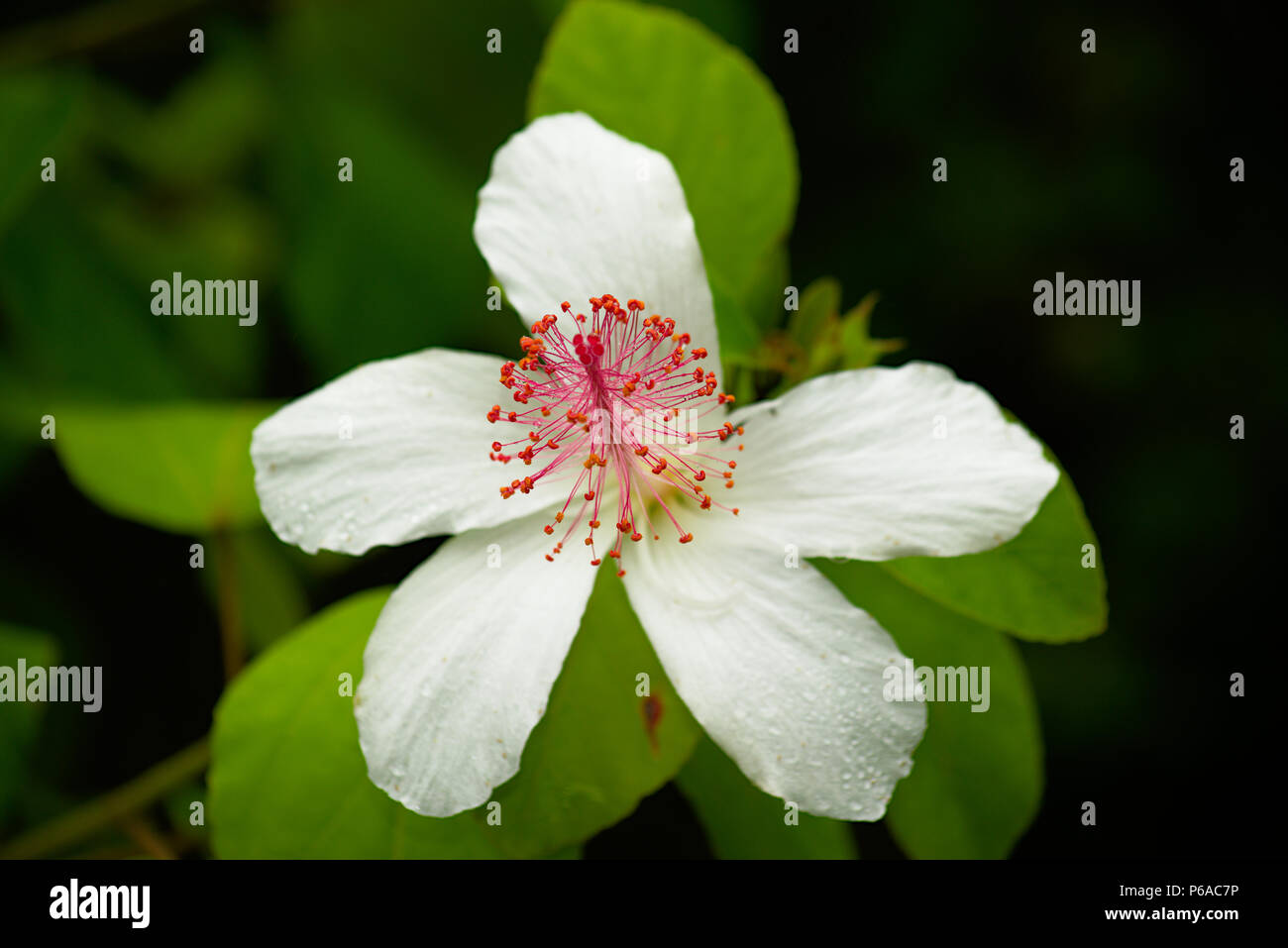 White Kauai rosemallow bloom Foto Stock