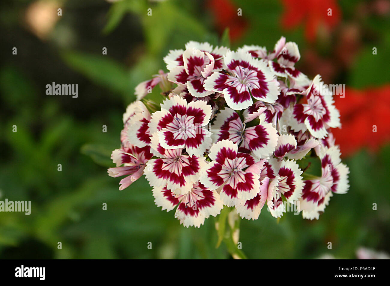 Close-up di Dianthus in fiore Foto Stock