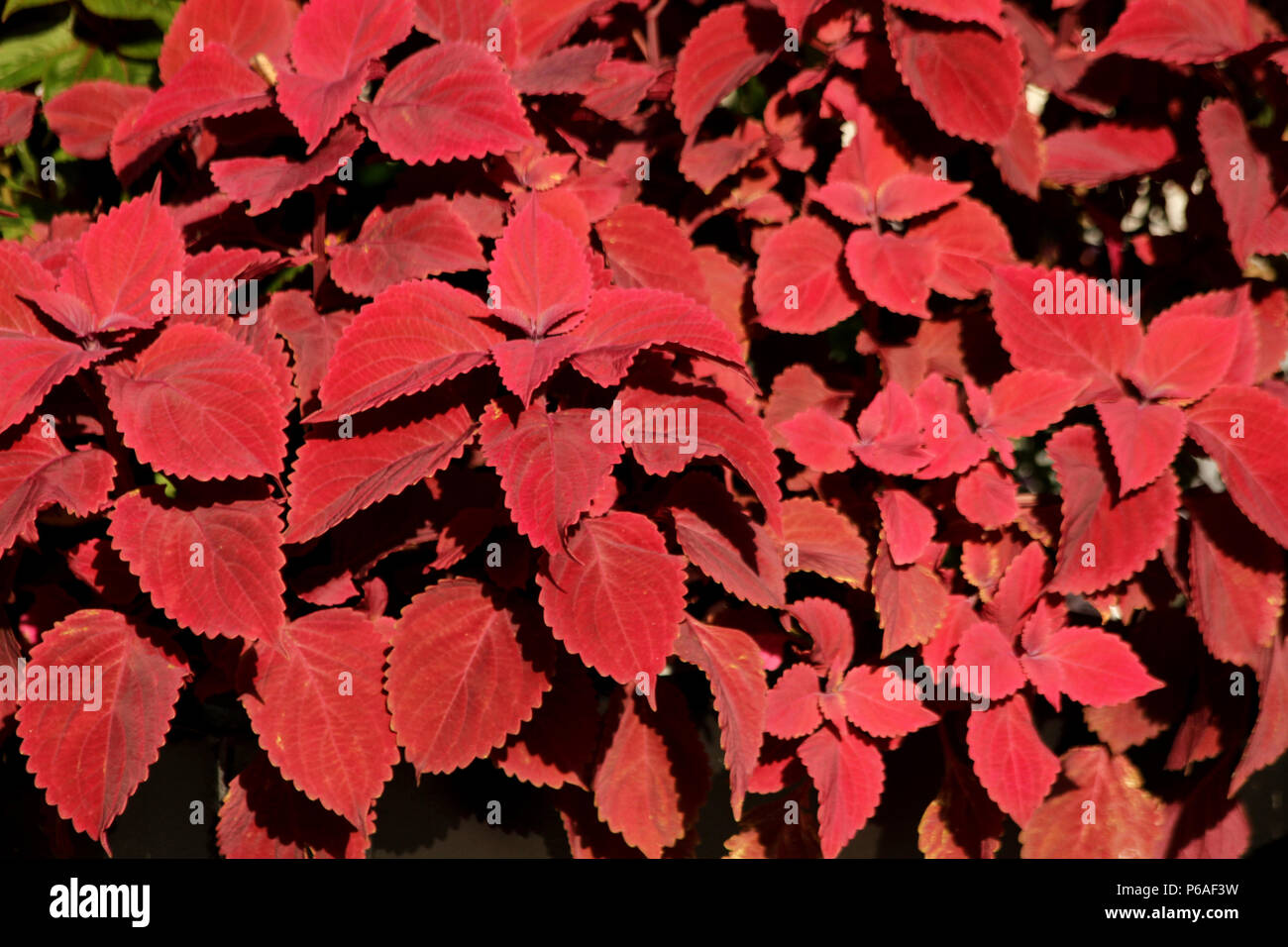 Close-up di red Coleus Blumei lascia Foto Stock