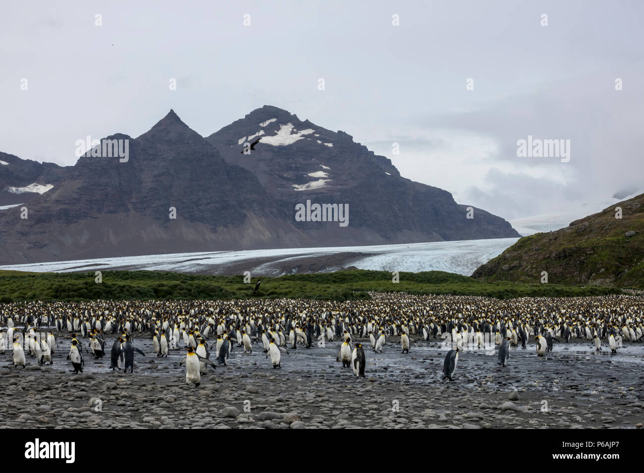 La massiccia re colonia di pinguini di 100.000 più coppie a Salisbury Plain, Isola Georgia del Sud Foto Stock