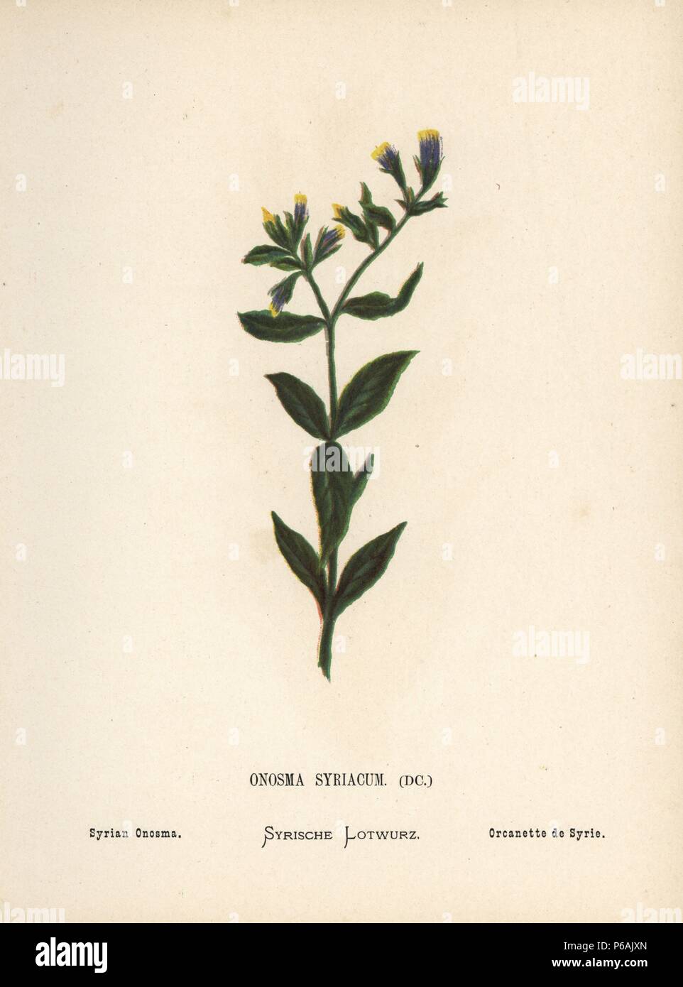 Golden drop o onosmaz siriano, Onosmaz orientalis. Chromolithograph di una illustrazione botanica da Hannah Zeller dai suoi fiori selvatici della Terra Santa," James Nisbet, Londra, 1876. Hannah Zeller (1838-1922) era un missionario svizzero che botanized vicino a Nazaret per molti anni. Foto Stock