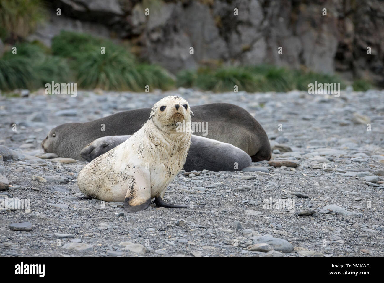 Bionda o oro morph Antartico pelliccia sigillo pup a Fortuna Bay, con femmina adulta e argento pup dietro Foto Stock