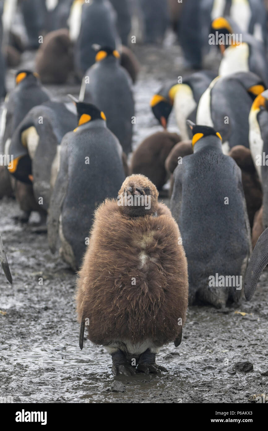 Soffice re marrone pulcino di pinguino che mostra segni di piume per adulti provenienti attraverso, Salisbury Plain, Isola Georgia del Sud Foto Stock