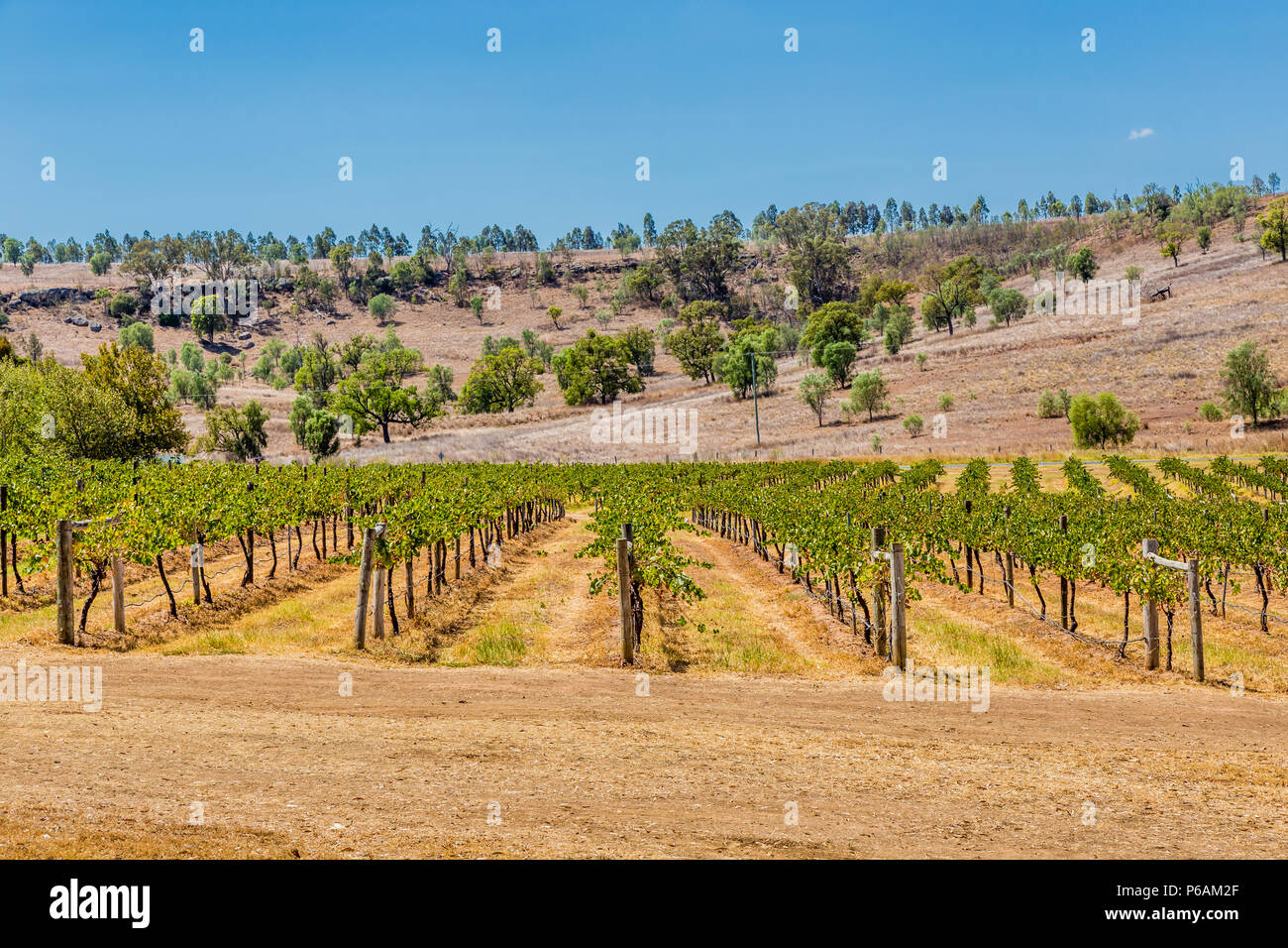 Hollydene Vini del Podere situato nelle pianure Jerrys nel cacciatore superiore Foto Stock