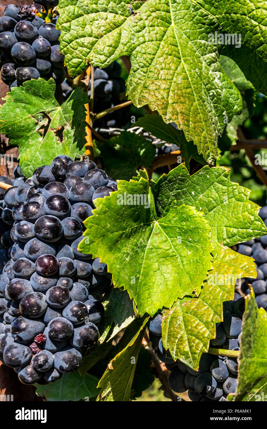 Vino rosso Uva, pronto per il prelievo, il tempo del raccolto Foto Stock