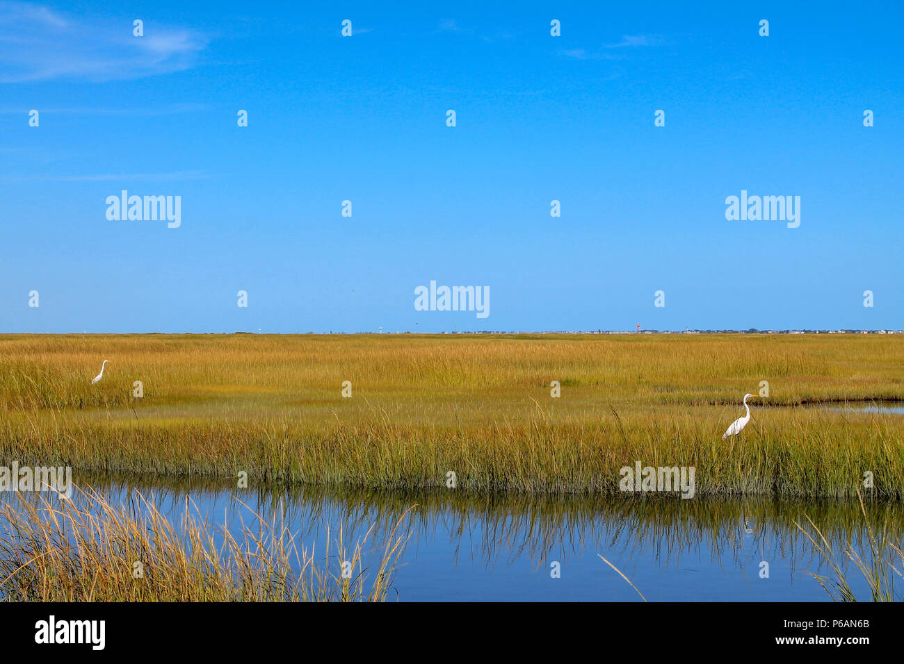 Due grandi Aironi (Ardea alba) in cerca di un pasto. Una fila di case e due piani banner di traino nella distanza nel piccolo porto di uovo township. Foto Stock