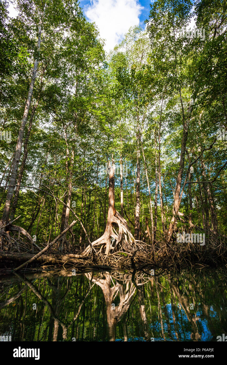 Fitta foresta di mangrovie al Coiba island national park, Pacific Coast, provincia di Veraguas, Repubblica di Panama. Foto Stock