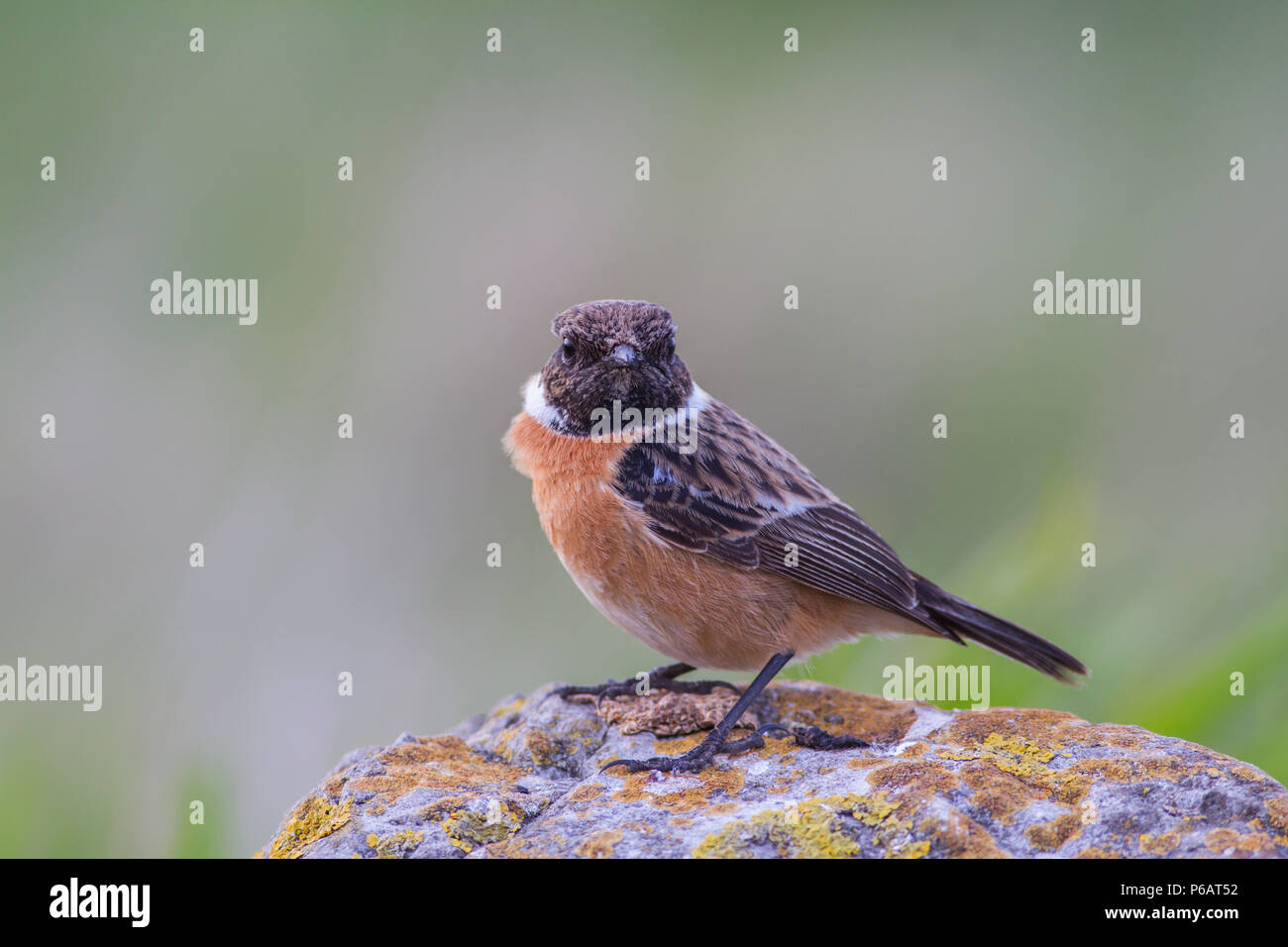 Femmina adulta Stonechat, Saxicola torquata, REGNO UNITO Foto Stock