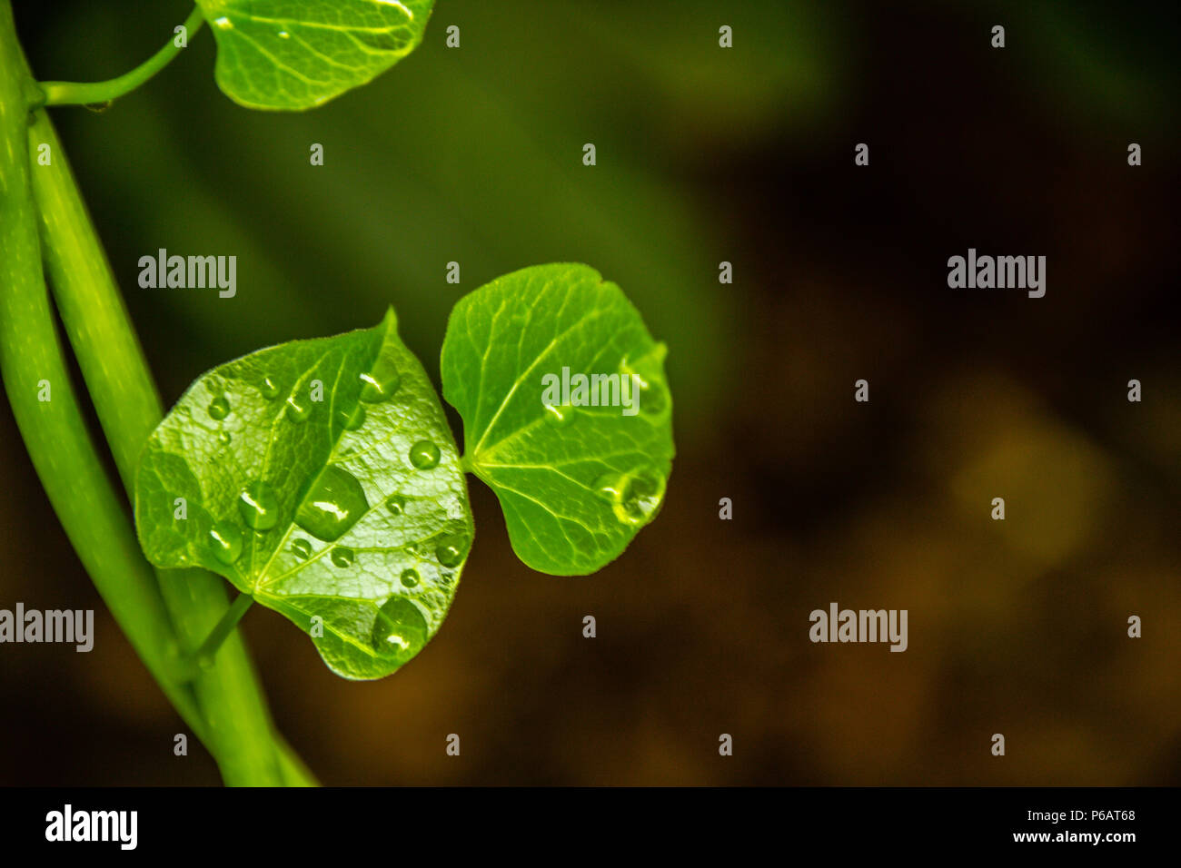 Una bella immagine di una foglia verde con gocce di acqua piovana dopo le piogge Foto Stock