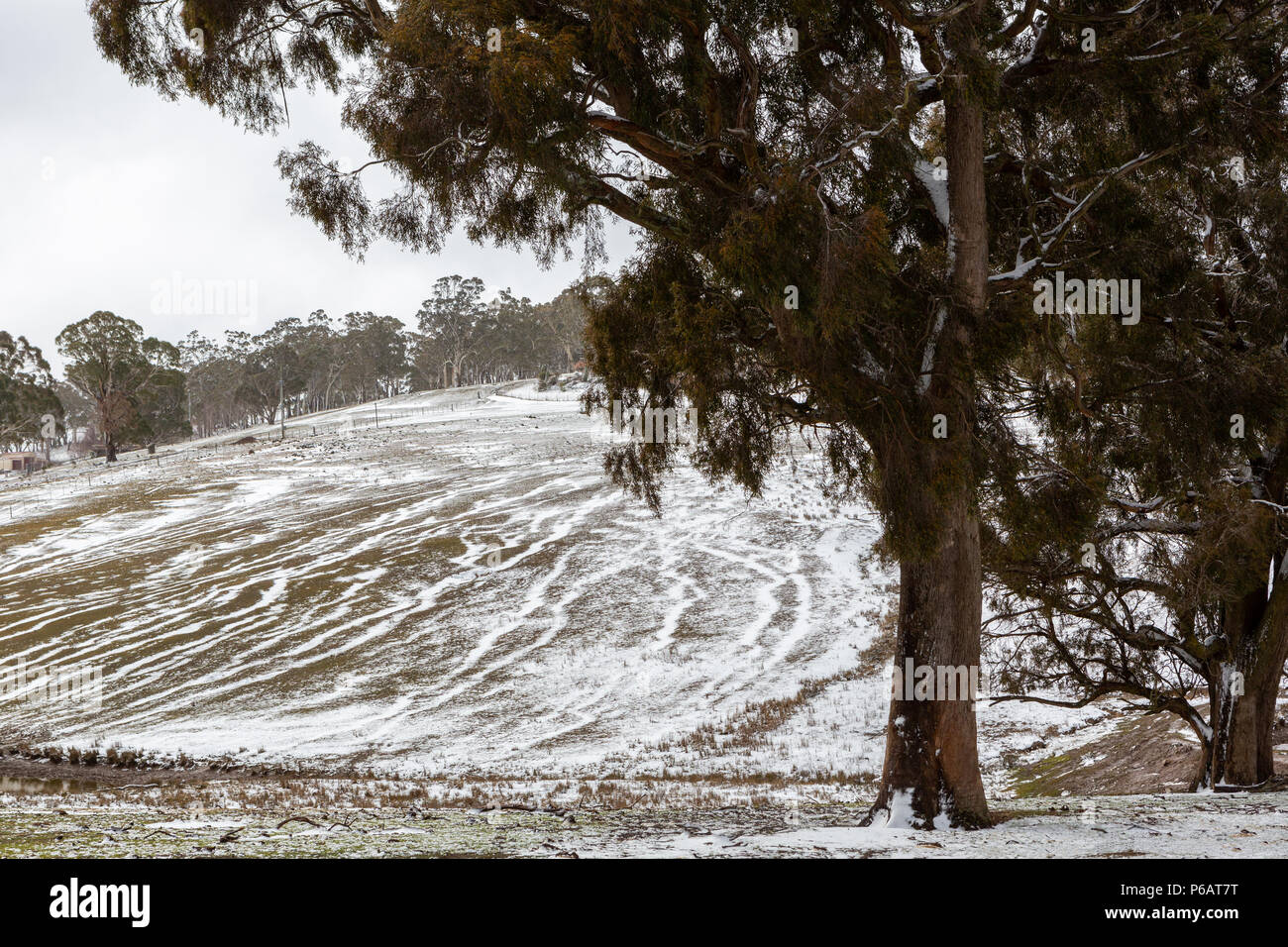 La neve che copre una collina con alberi e bestiame le tracce in Oberon Nuovo Galles del Sud Australia il 17 giugno 2018 Foto Stock
