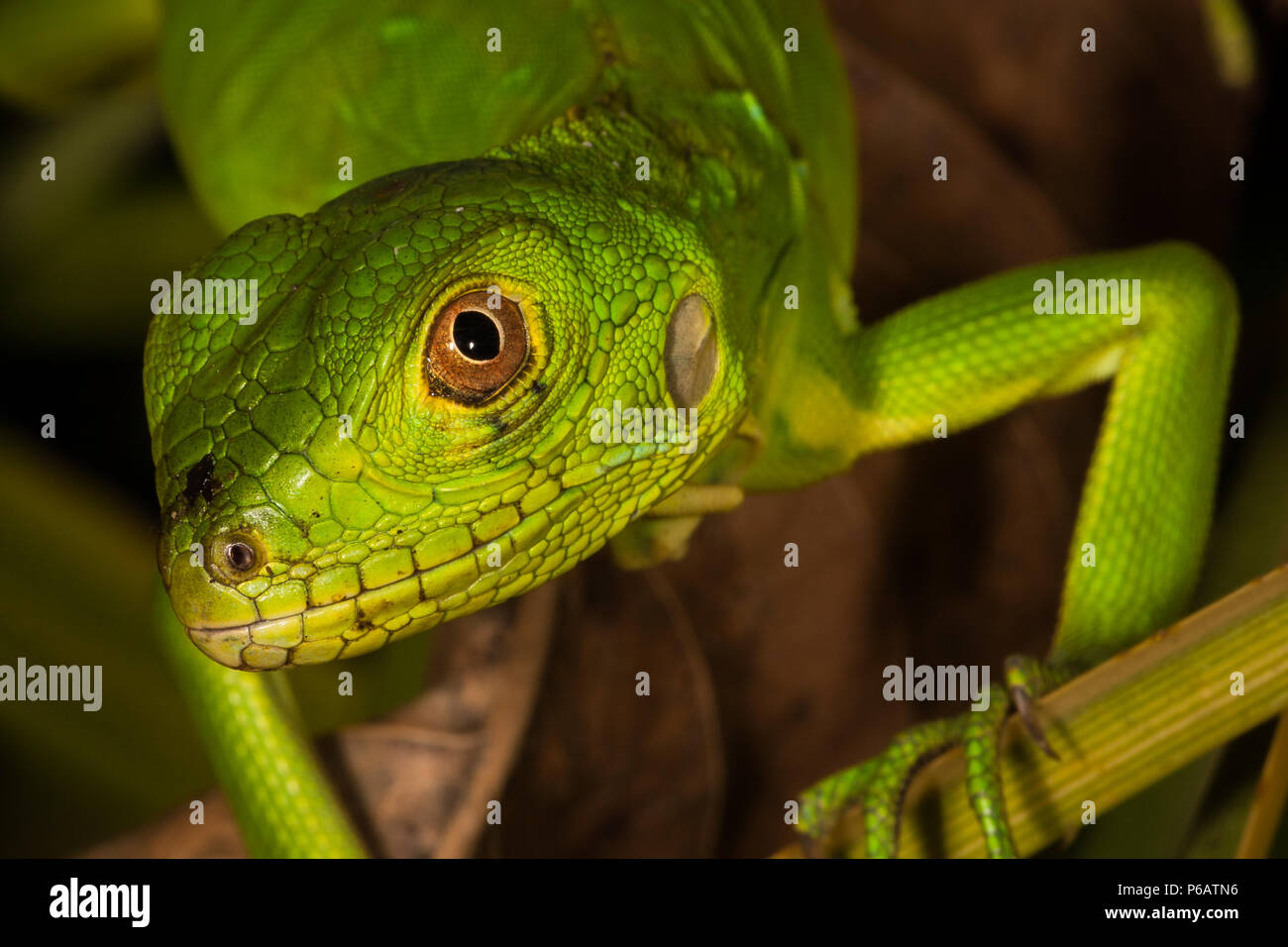 Spruzzatore Nebbia Per Terrario - Ugello 0.15mm Metallico, 360&deg; Regolabile, Per Rettili E Piante