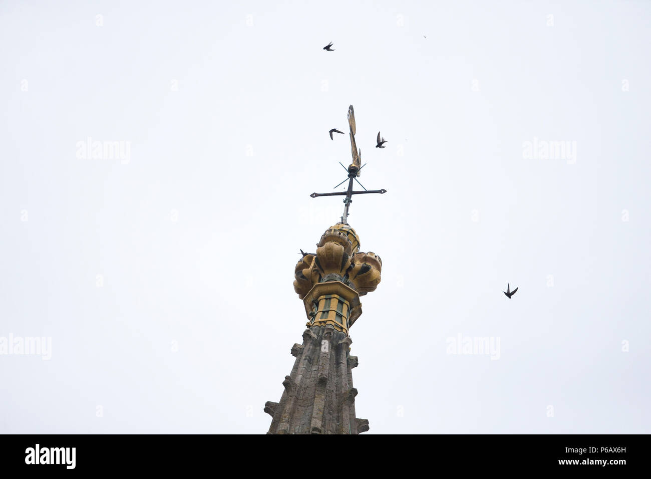 Comune (Swift Apus apus) Foto Stock