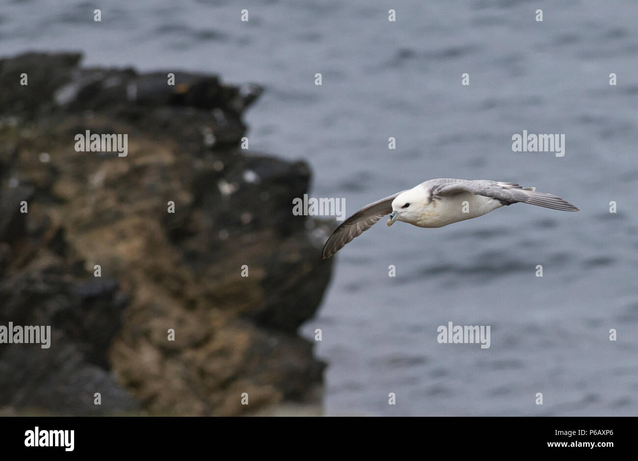 Northern fulmar (Fulmarus glacialis) in volo, Shetland, Regno Unito Foto Stock