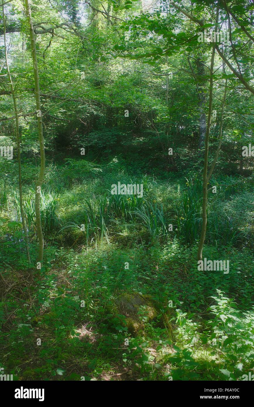 Paesaggio forestale presso il lago di Aydat. Auvergne Puy-de-Dome Foto Stock