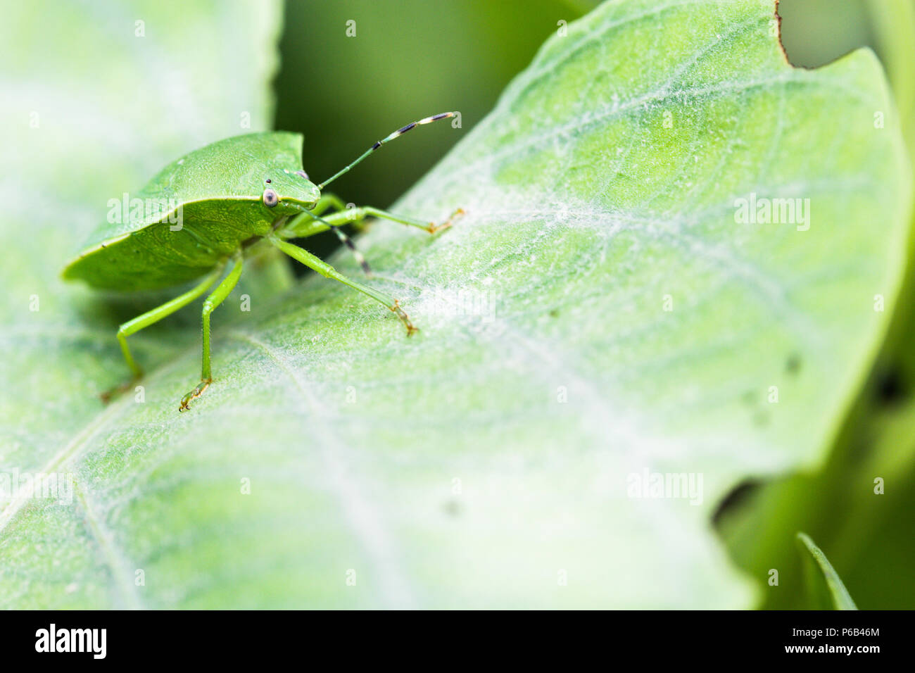 Green stink bug o soldato verde bug, Chinavia hilaris Foto Stock
