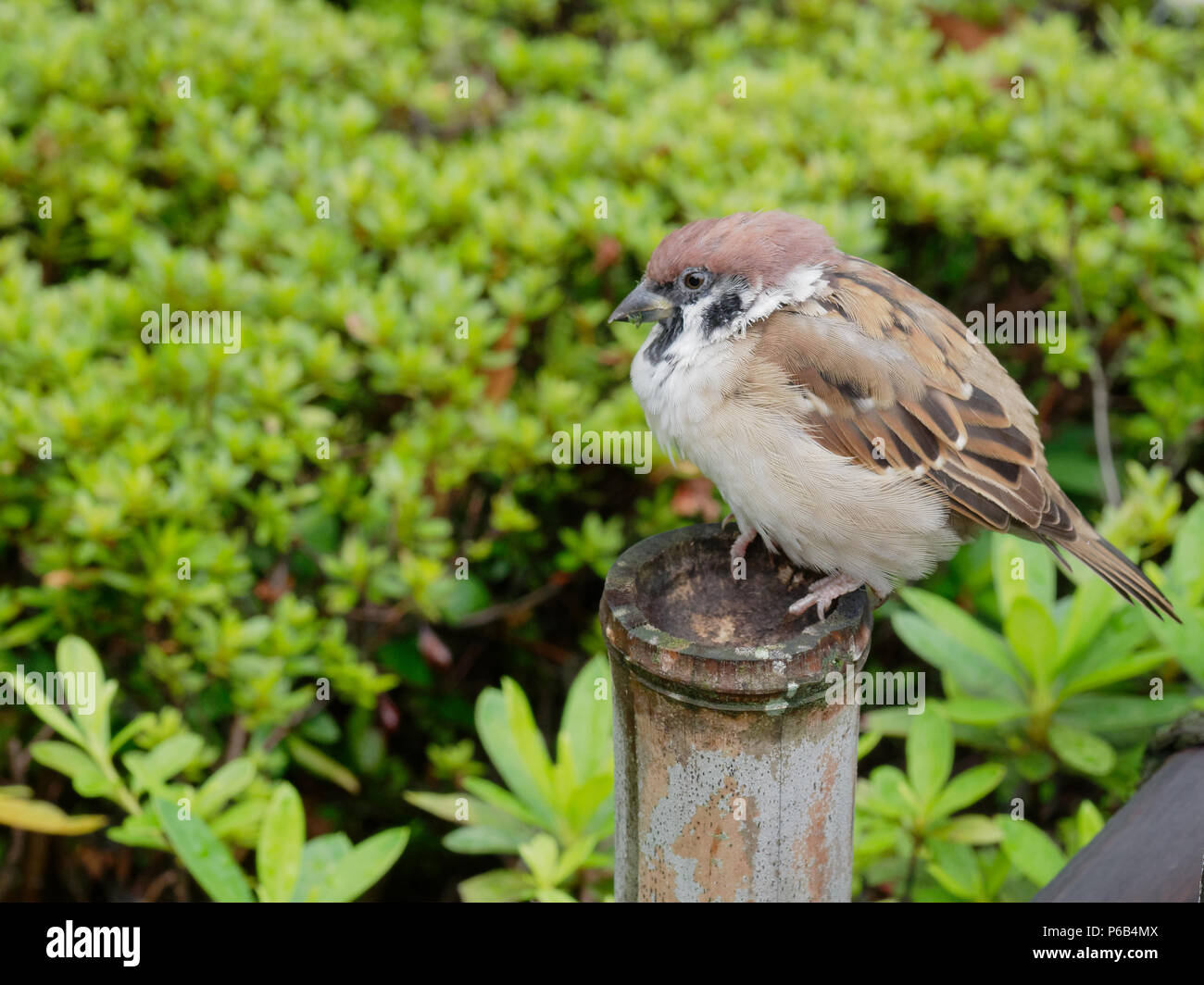 Un grasso marrone e bianco passera mattugia bird seduto su un palo di legno della recinzione sulla macchia verde sfondo in un tempio giapponese con concetti di tenace, solitario, solitario, e rilassante Foto Stock