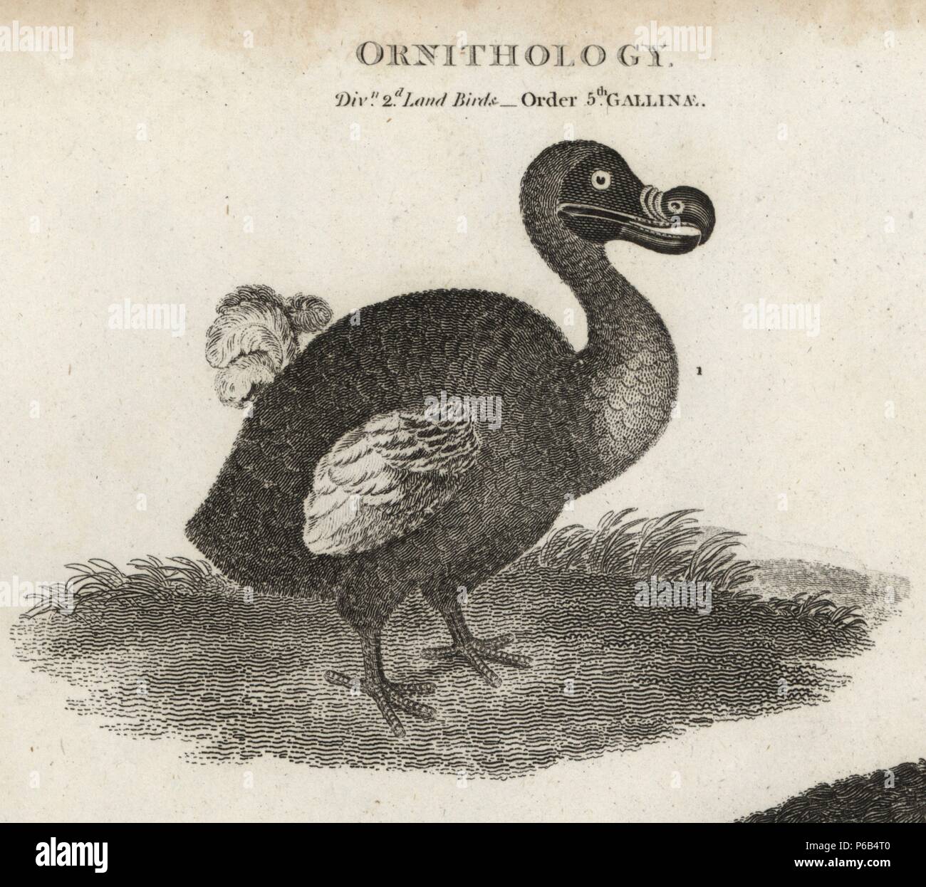 Dodo, Raphus cucullatus, estinto flightless bird. Incisione su rame di T. Milton dopo una illustrazione da Sydenham Edwards da Abramo Rees' encyclopaedia - Wikizionario o dizionario universale, Londra, 1820. Foto Stock
