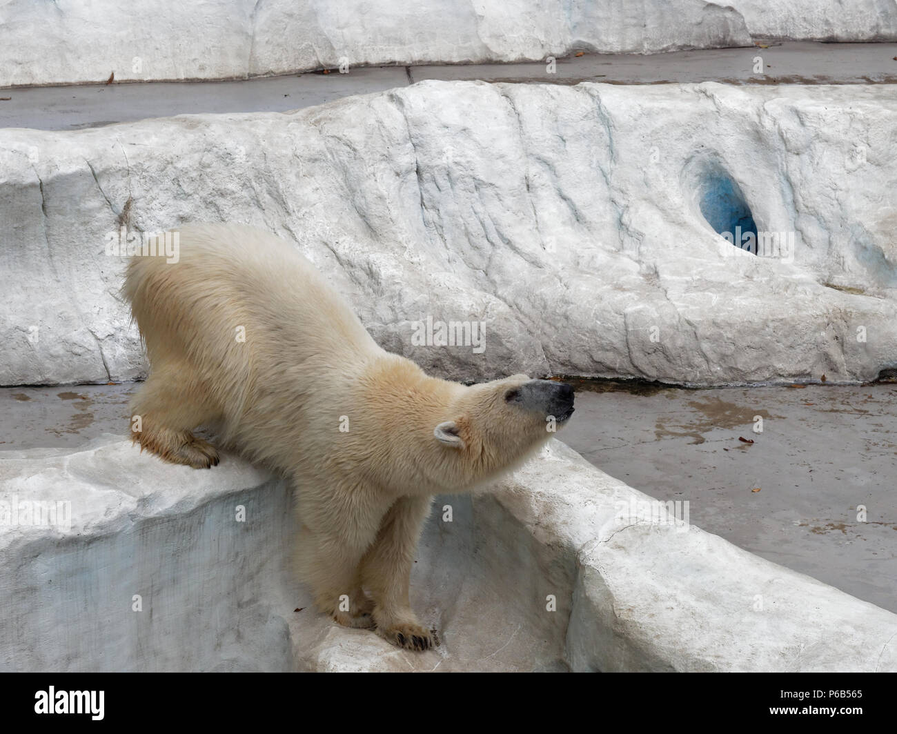 Bianco giovane orso polare arrampicata su ghiaccio artificiale rock con la testa rivolta verso l'alto con i concetti di potenza, forza, Acclaim e esplodere una rabbia Foto Stock