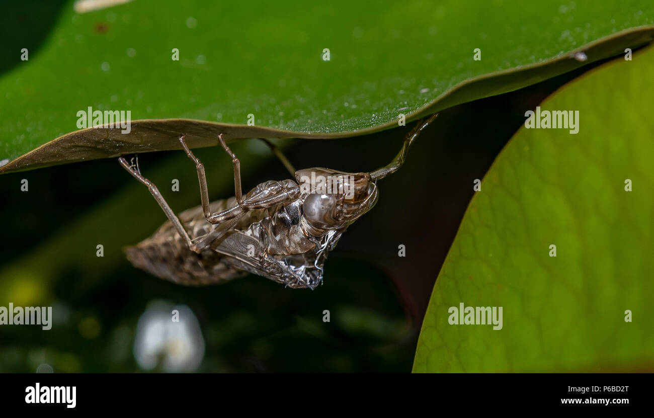 Una libellula 'esuvia" (pelle larvale) pende sotto un giglio Foglia dopo il completamento della metamorfosi da ninfa ad adulto. Foto Stock