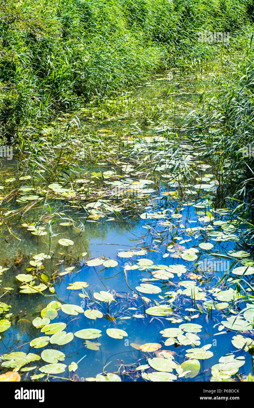 Il fiume Combe Haven in East Sussex - una casa per la fauna selvatica Foto Stock