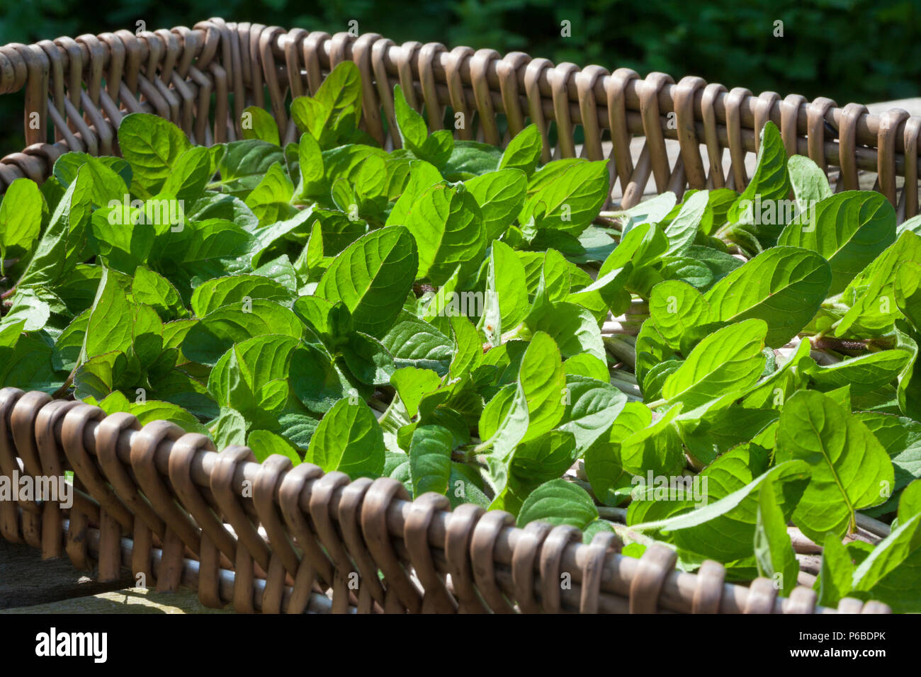 Wasserminze, trocknen, Blätter, Blatt, werden geerntet und als Heilpflanze getrocknet, Kräuterernte, Wasser-Minze, Wasserminze, Minze, Mentha aquatica Foto Stock