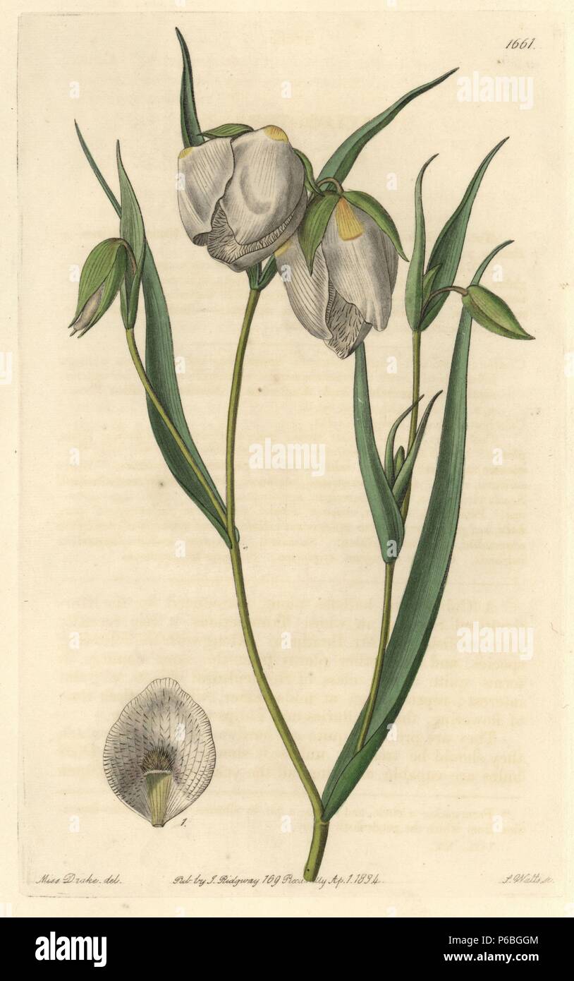 Globo lily, Calochortus albus (bianco cyclobothra, Cyclobothra alba). Nativo di California. Handcolored incisione su rame da S. Watts dopo una illustrazione da Miss Drake da Sydenham Edwards' 'il registro botanico", Londra, Ridgway, 1834. Sarah Anne Drake (1803-1857) ha richiamato oltre 1.300 piastre per il botanico John Lindley, compresi molti orchidee. Foto Stock