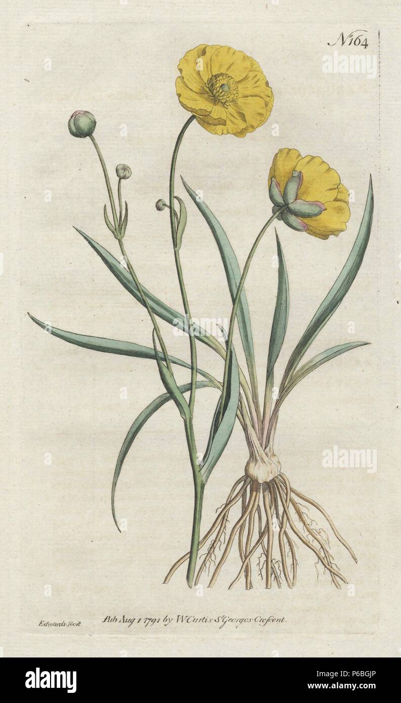 Erba-lasciato o crowfoot buttercup, Ranunculus gramineus. Copperplate Handcolored disegnato e inciso da Sydenham Edwards da William Curtis's "Rivista botanica, St. George's Crescent, Londra, 1791. Foto Stock