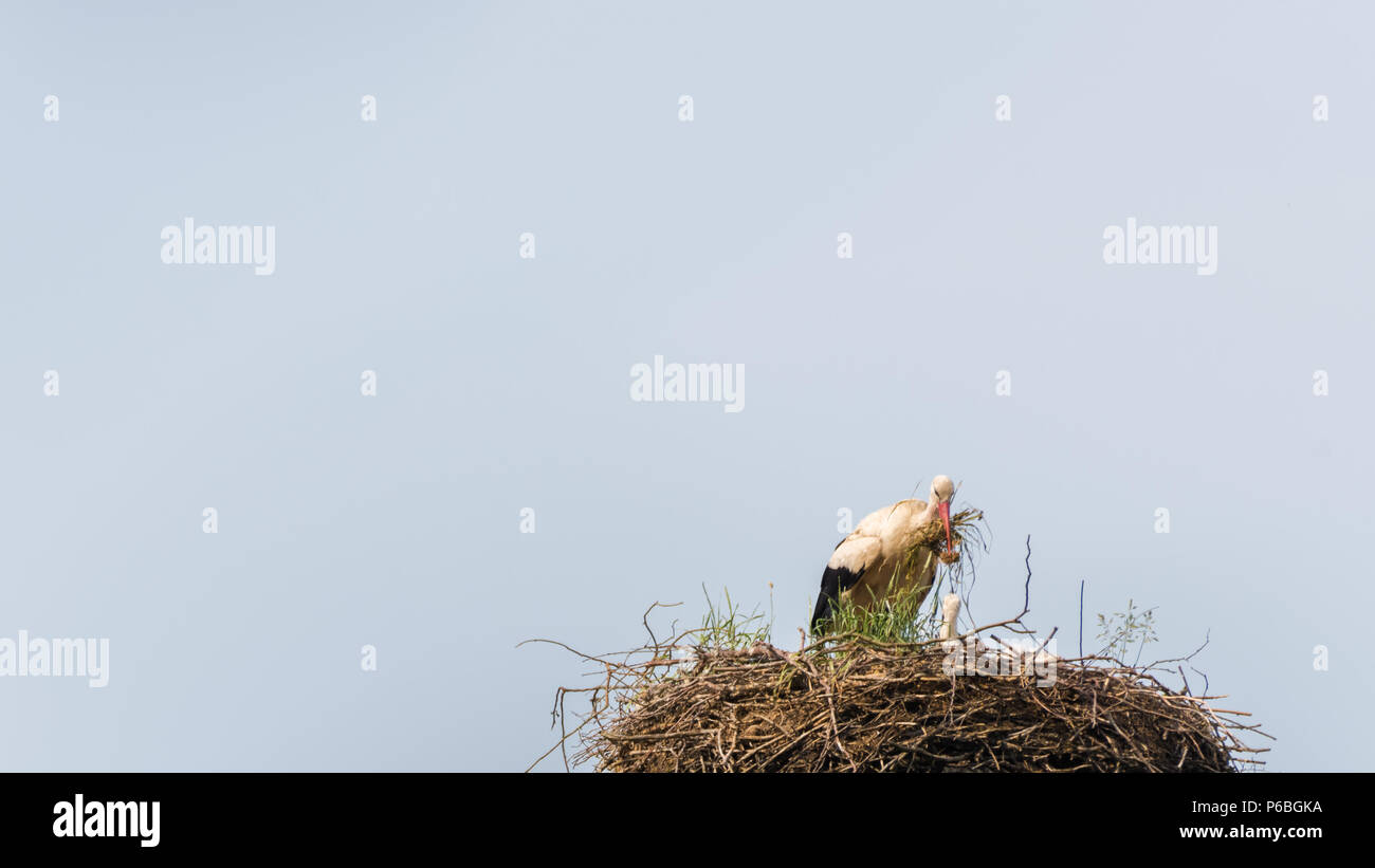 Una cicogna costruisce un nido Foto Stock