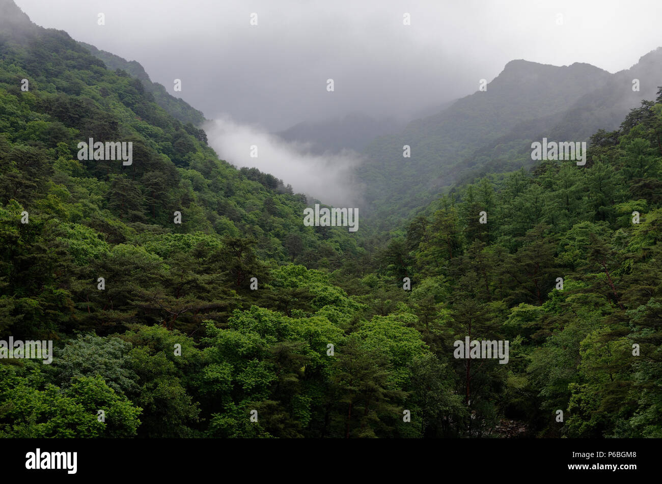 La pioggia e la foschia sopra le verdeggianti boschi dei monti Myohyang, Nord Pyongan Provincia, Corea del Nord Foto Stock