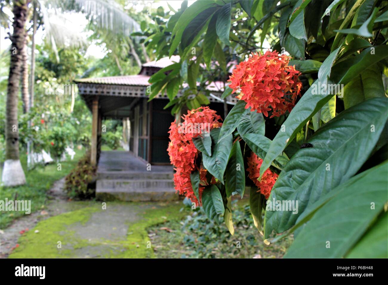 Home della leggenda, Kazi Nazrul Islam. Foto Stock