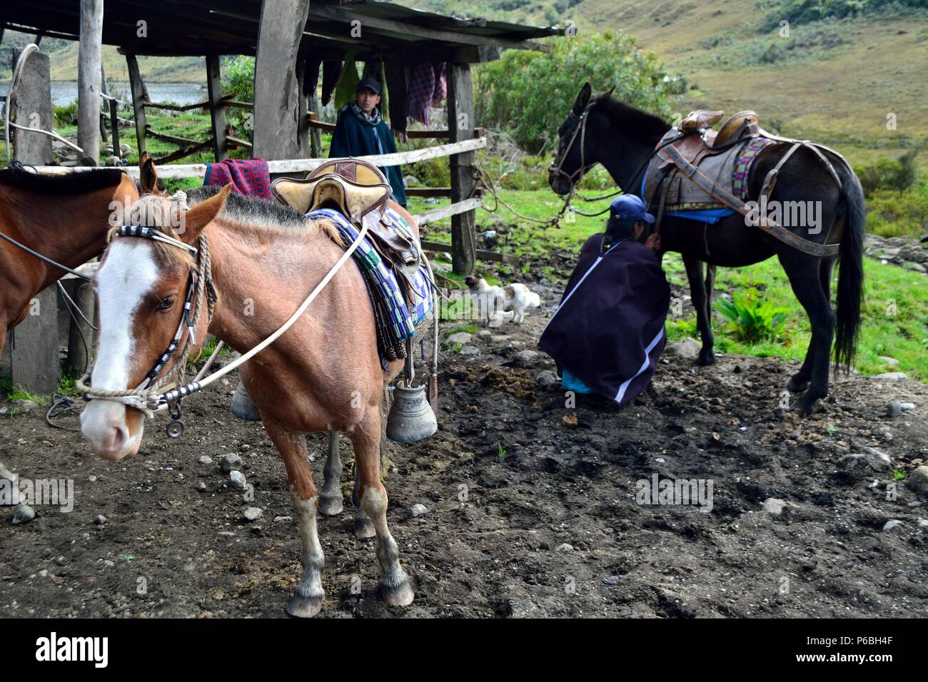 Cavallo in affitto - Laguna Shimbe - sciamanesimo in ' SALALA Las Huaringas ' - HUANCABAMBA.. Dipartimento di Piura .PERÙ Foto Stock