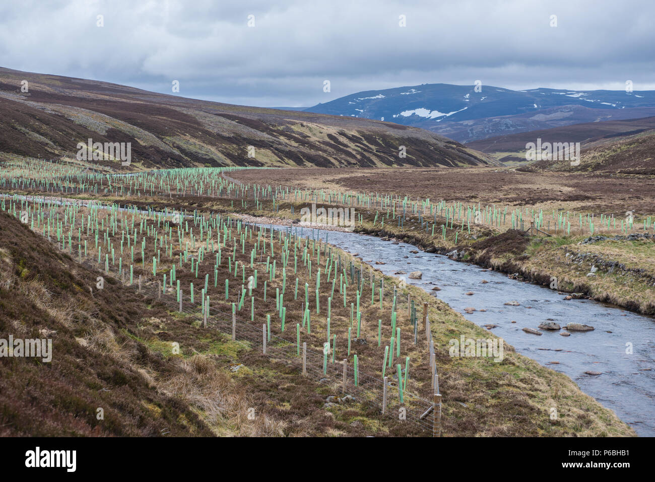 La piantumazione di alberi lungo la parte superiore del fiume Gairn in Scozia Foto Stock