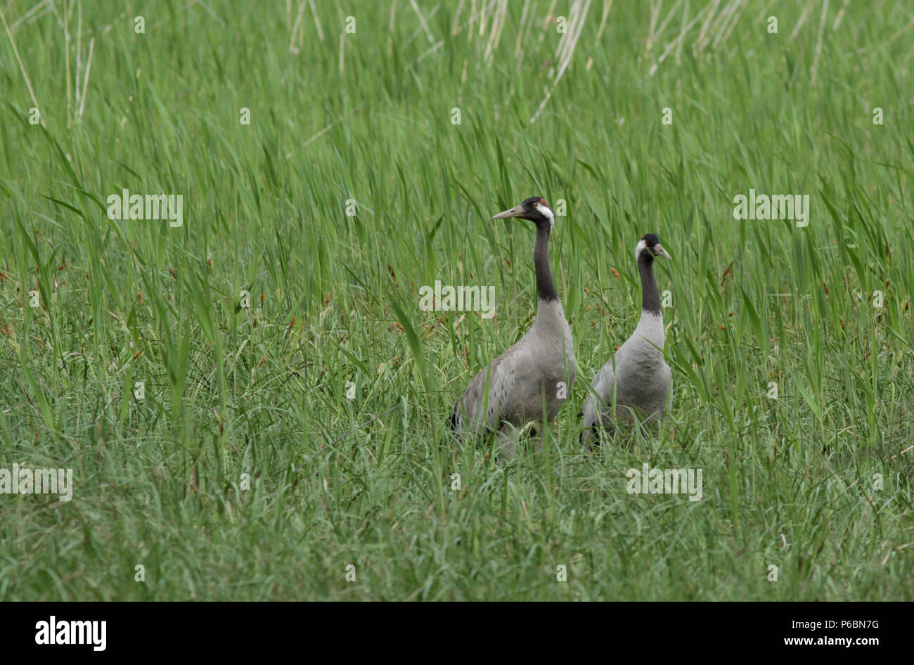 Un paio di gru comuni, Grus grus in piedi fianco a fianco in campo di reed Foto Stock