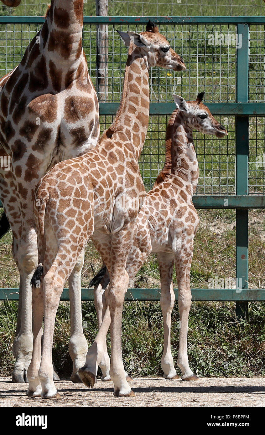 Un maschio (sinistra) e femmina Giraffa Rothschild vitelli fanno il loro esordio insieme al Port Lympne riserva vicino Ashford nel Kent. Foto Stock