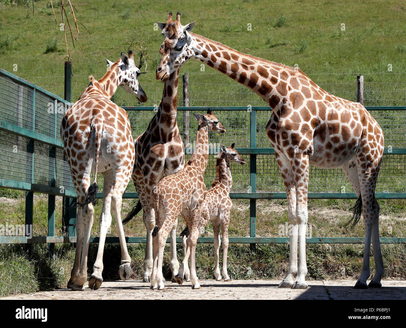 Un maschio (in basso a sinistra) e femmina Giraffa Rothschild vitelli fanno il loro esordio insieme al Port Lympne riserva vicino Ashford nel Kent. Foto Stock