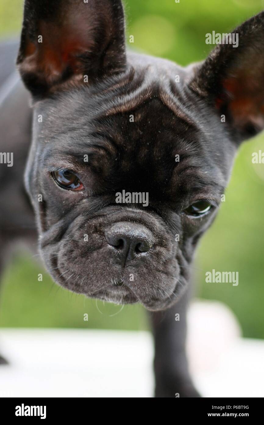 Dodici settimane bulldog francese faccia da cucciolo closeup Foto Stock