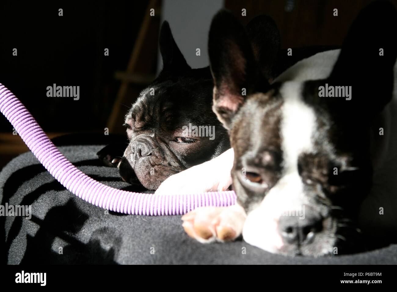 Due cani giacente su un letto con un tubo Foto Stock