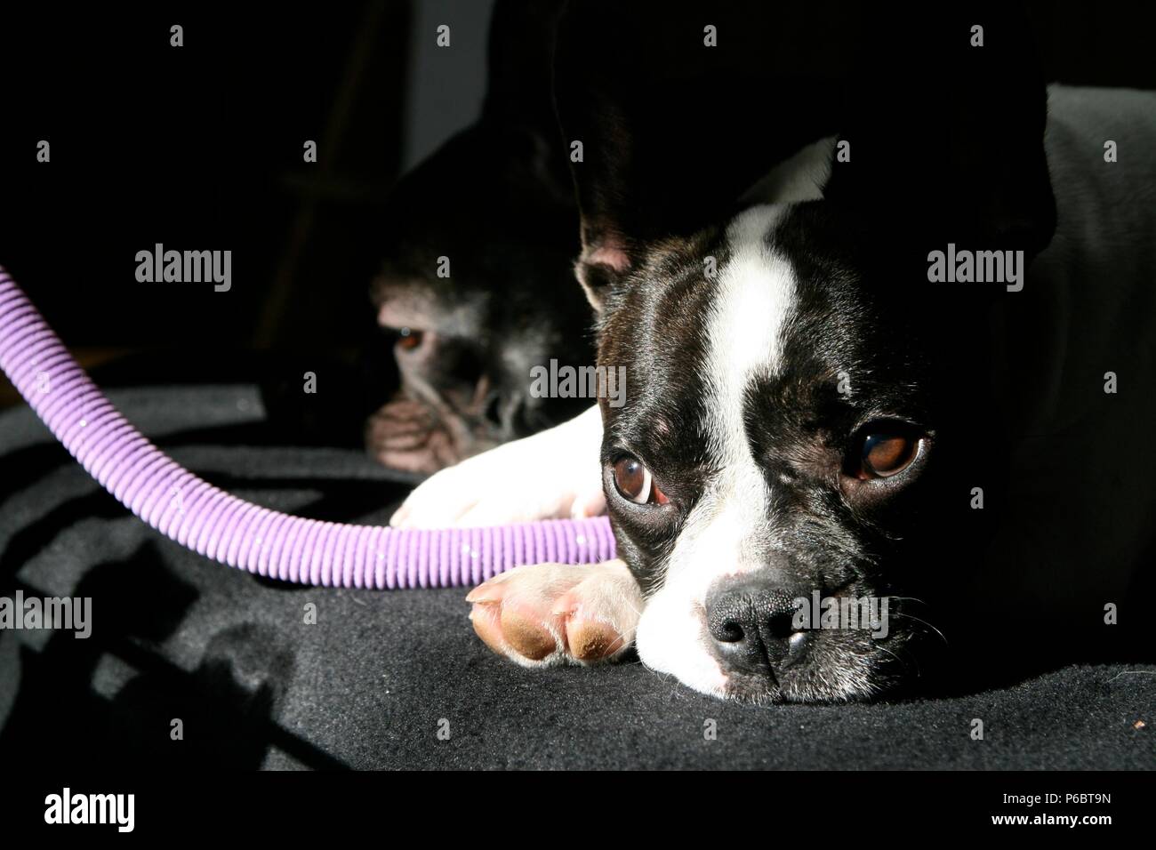 Due cani giacente su un letto con un tubo Foto Stock