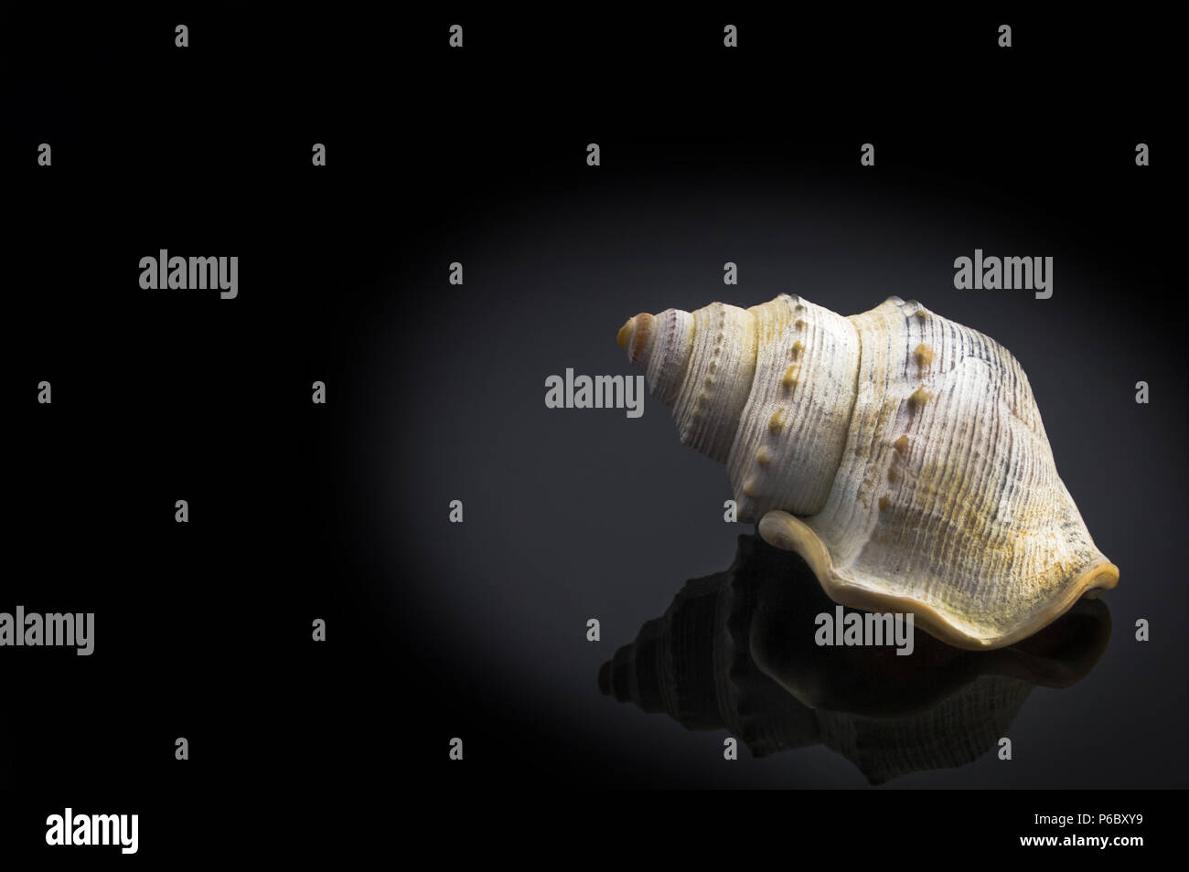 Seashell isolato su sfondo scuro Foto Stock