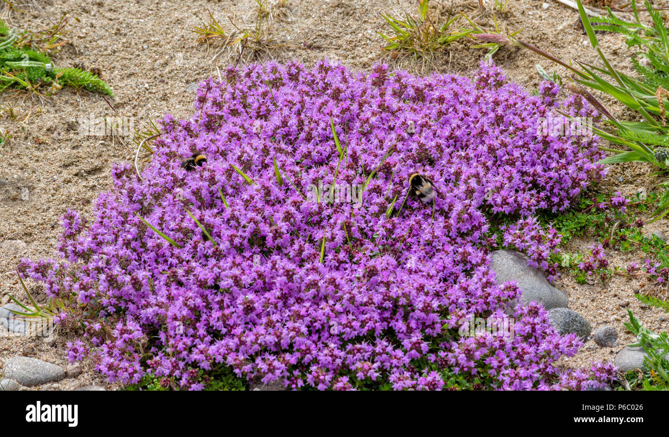 BUMBLE BEES alimentando il timo selvatico FIORI IN SCOZIA Foto Stock