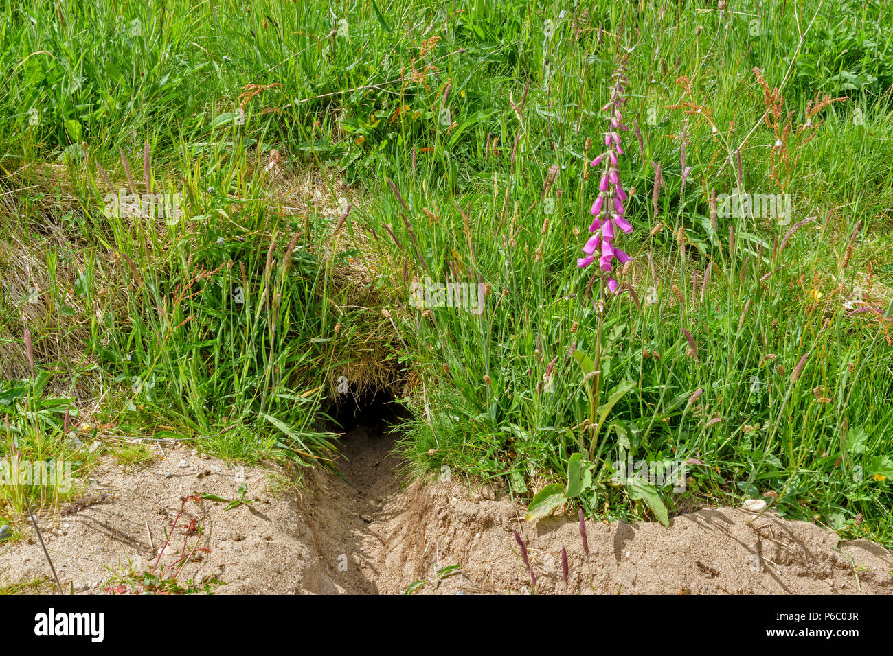 Clapiers o ingresso di Warren circondato da erbe in primavera e di un fiore FOXGLOVE Foto Stock