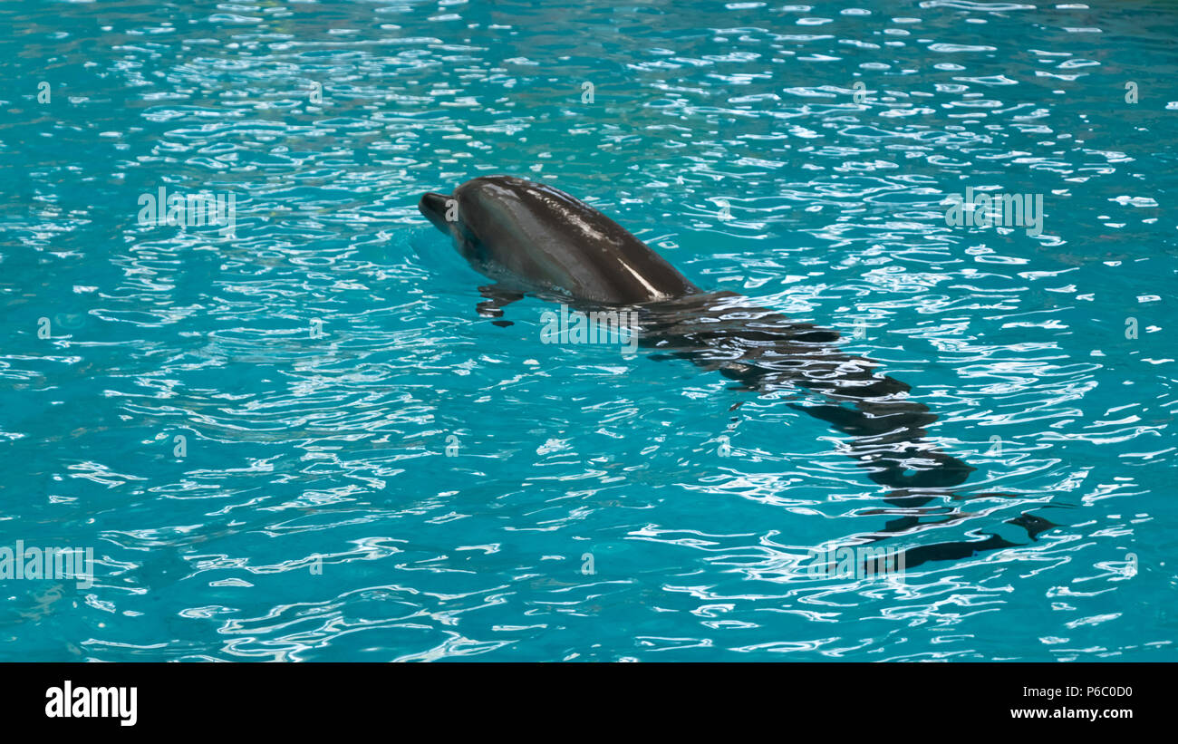 Un delfino swiming acque scena Foto Stock