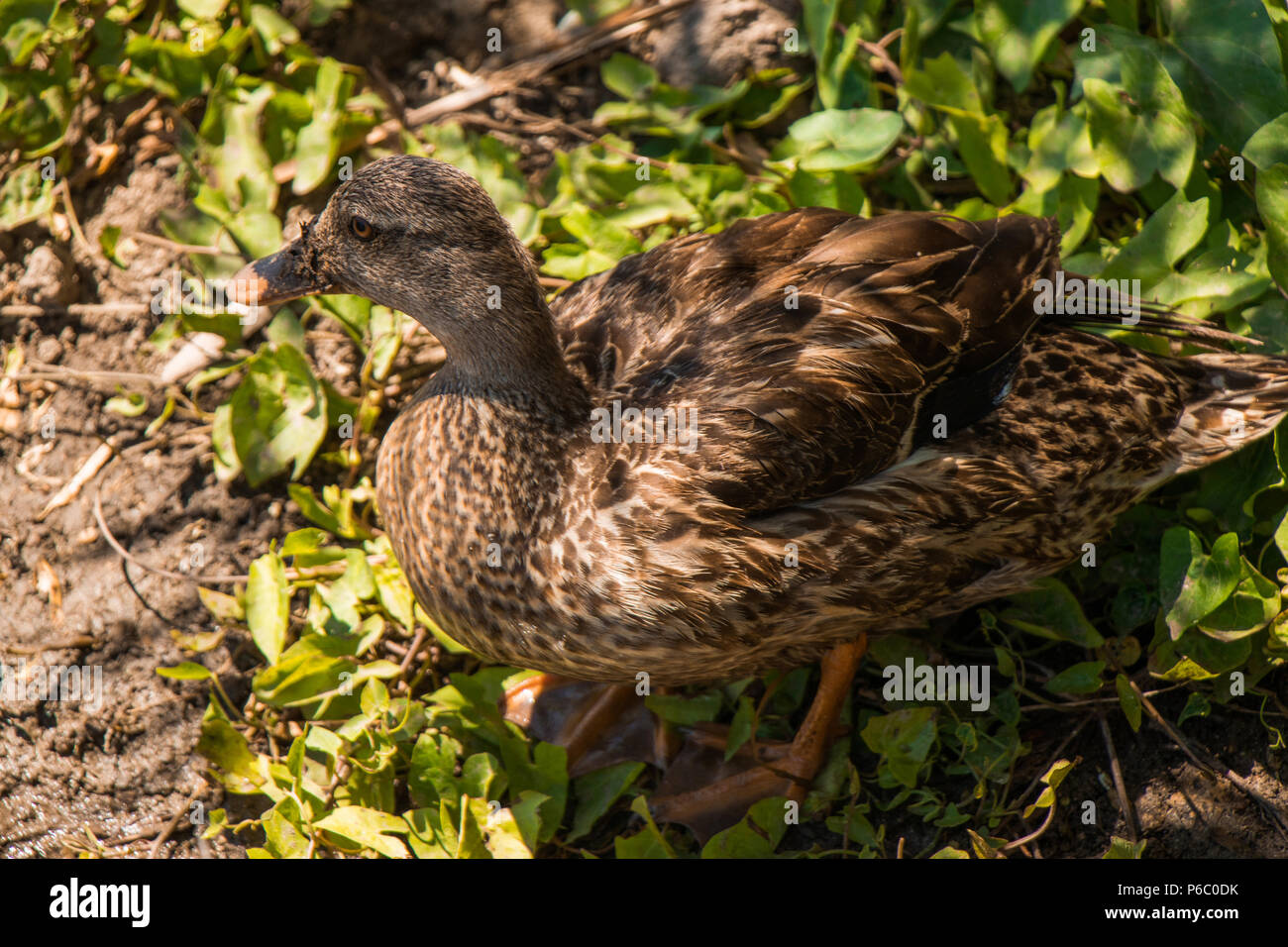 Un giovane duck hidding scena Foto Stock